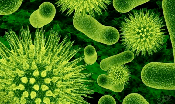 Virus durch Parasiten verursacht