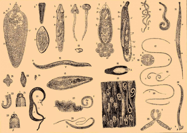 Arten von Parasiten im menschlichen Körper und wo sie leben