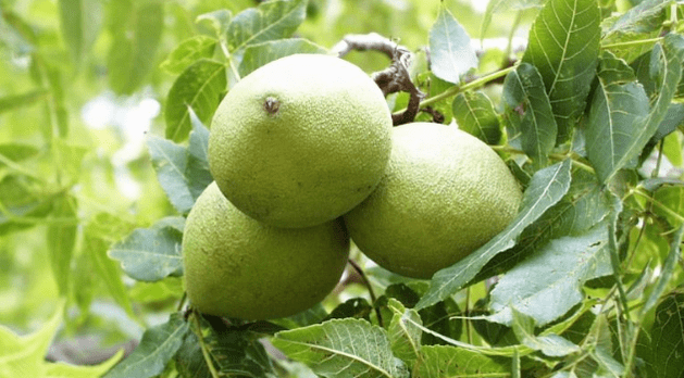 Parasiten, die mit einer Nussschale reinigen