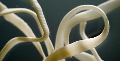 flacher Parasit des menschlichen Körpers